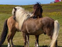 Islandpferde beim sozialen "Beknabbern"